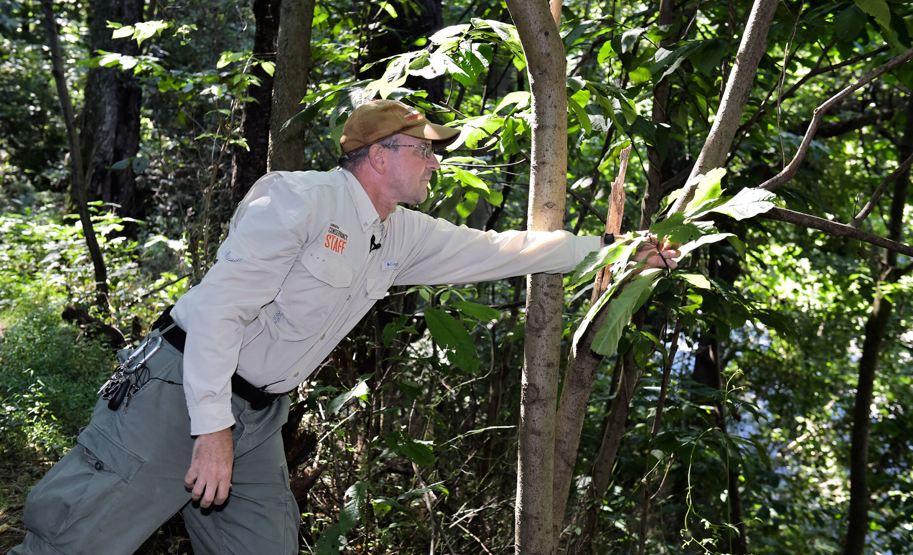 Paw Paw Trees 2.jpg